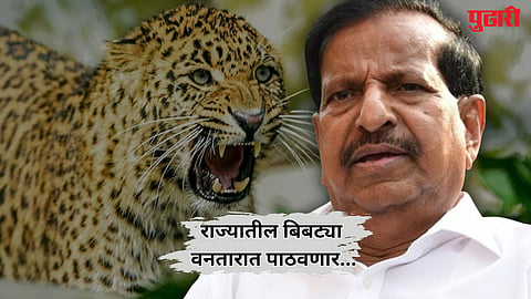 leopards Vanatara relocation