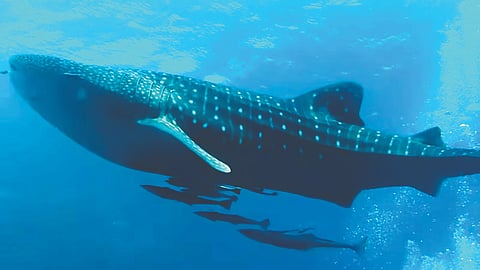 Blue Whale Diet