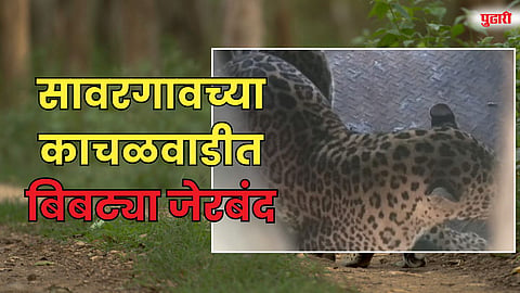सावरगावच्या काचळवाडीत बिबट्या जेरबंद; वनविभागाचे यश