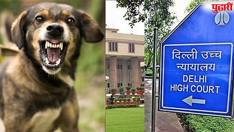 Dog Bite compensation : कुत्रा चावला...  हायकोर्टाच्या निकालाचा हवाला देत महिलेने केली ₹२० लाखांच्या नुकसानभरपाईची मागणी
