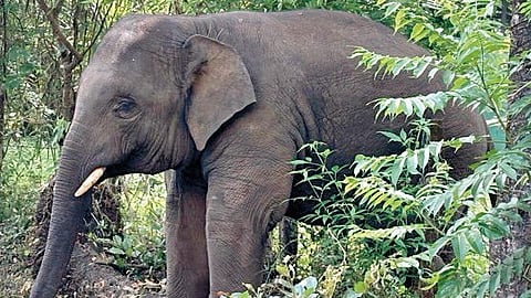 Omkar Elephant