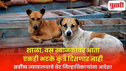 Supreme Court stray dogs