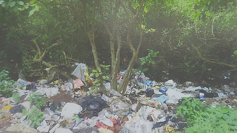 Alibag municipal council mangrove destruction