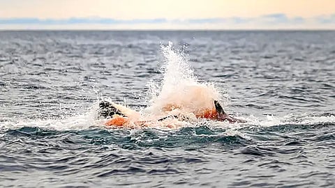 Killer Whale Birth Footage