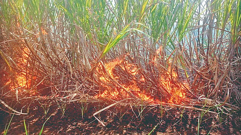 Rajapur Sugarcane Fire 