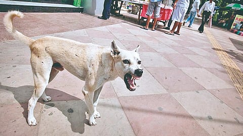 dog attacks