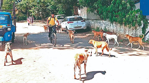 Sindhudurg News