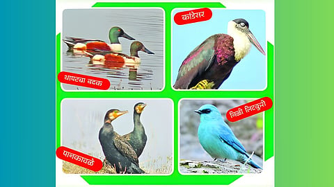 Exotic Birds Arrival : जायकवाडीसह विविध जलाशयावर भरली विदेशी पक्ष्यांची शाळा 