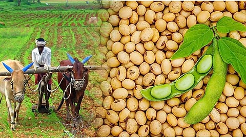 जळगाव 