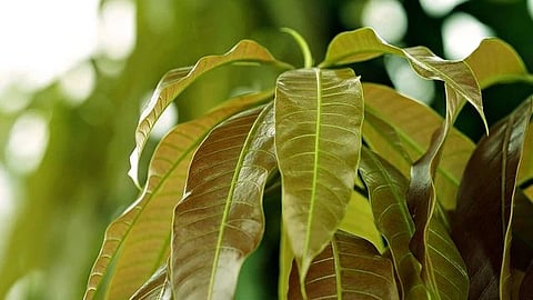 Shrivardhan unseasonal rain damage