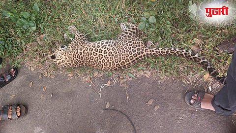  Leopard Dead |खेडमध्ये बिबट्याचा मृत्यू; अज्ञात वाहनाच्या धडकेचा संशय