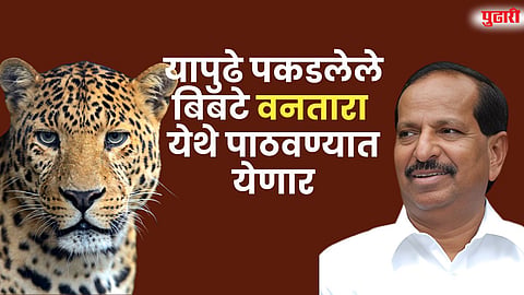 यापुढे पकडलेले बिबटे वनतारा 
येथे पाठवण्यात येणार