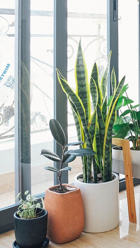 Indoor Plants : घरातील हवा शुद्ध करणार्‍या या 7 वनस्‍पतींविषयी जाणून घ्‍या