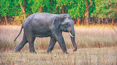 Goa Omkar Elephant 