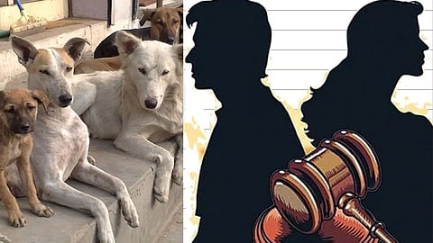 Stray Dogs : 'पति पत्नी और डॉग....' ; पतीने घटस्‍फोटासाठी घेतली हायकोर्टात धाव... नेमकं कारण काय?