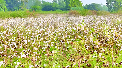 Farmers in triple crisis, fear of unseasonal weather 