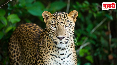 Leopard
