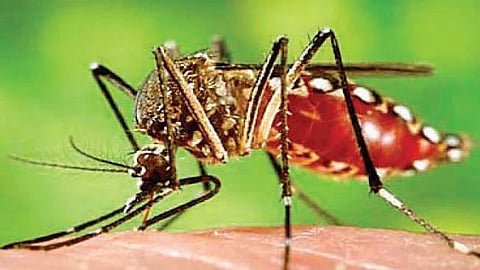 Disease outbreak in Maharashtra