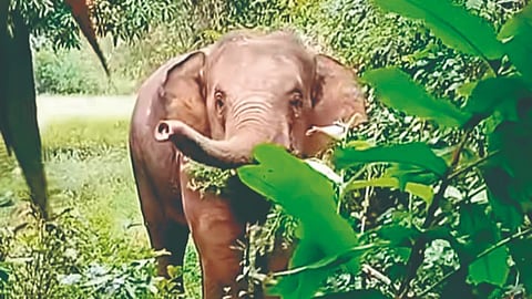 Ajara Elephant Camp: आजऱ्यात होणार हत्तीग्राम