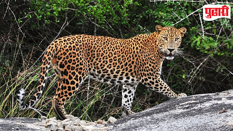 Leopard