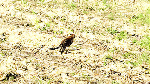 Leopard News