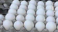 Egg prices rise Palghar