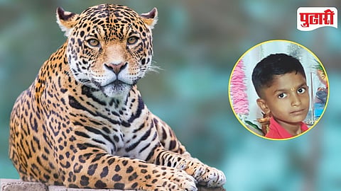 Leopard Attack