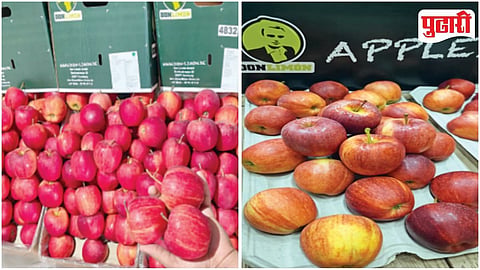 Poland Royal Gala Apples