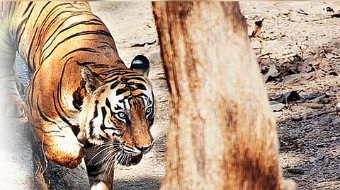 Wildlife tourism