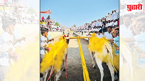 760 बैलगाड्यांच्या सहभागाने मुक्तादेवी यात्रेत पारंपरिक शर्यतीला उत्स्फूर्त प्रतिसाद