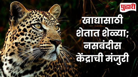 Leopard Attacks