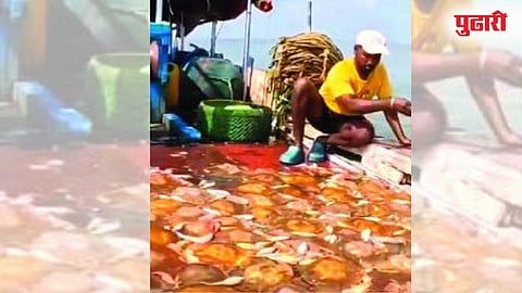 jellyfish | वाढत्या जेलीफिशने मच्छिमार चिंतेत