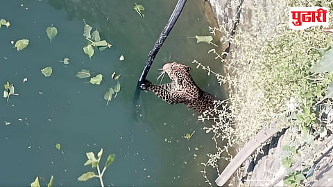 Ahilyanagar Leopard Attack