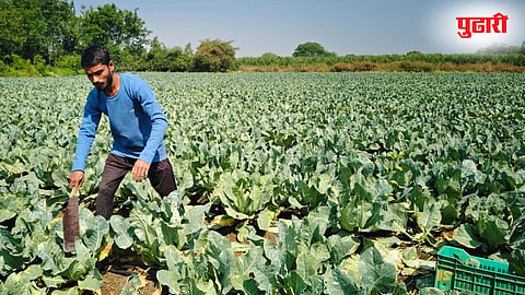Cabbage Farming.