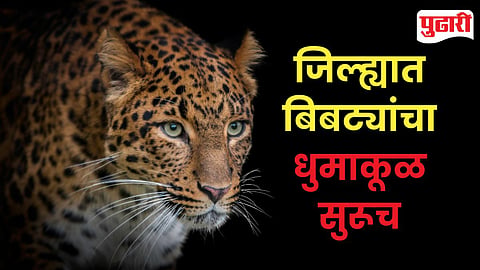 Leopard Attacks 