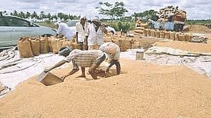 Raigad paddy price