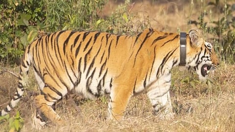 Chanda Tigress: ताडोबातील ‌‘चंदा‌’ पिंजऱ्यातून चांदोलीच्या जंगलात 
