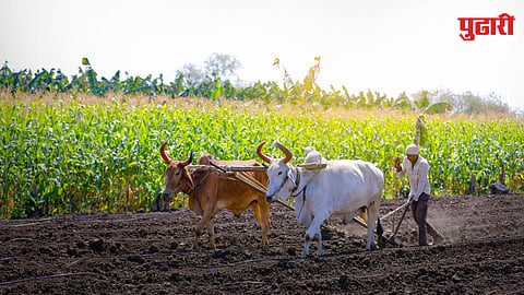 Rabi Farming