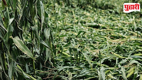 Crop Loss Scheme Impact