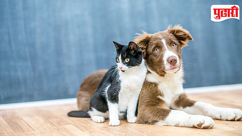 Pet License