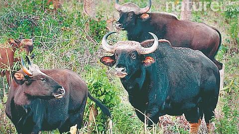 Satara News: भोसेत गव्यांच्या कळपांचा धुडगूस 