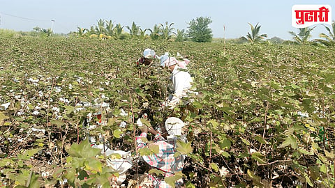 Cotton Production