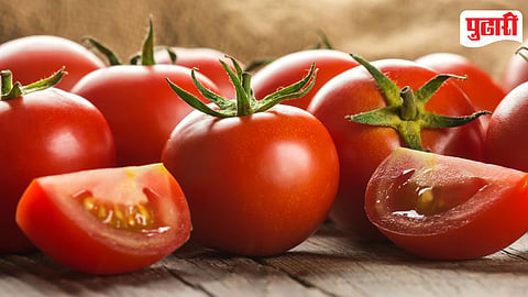 Tomato 