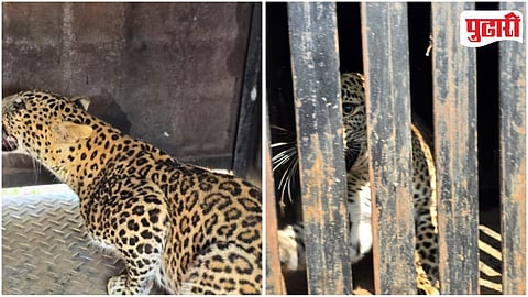 Leopard Capture