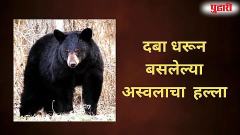   bear attack