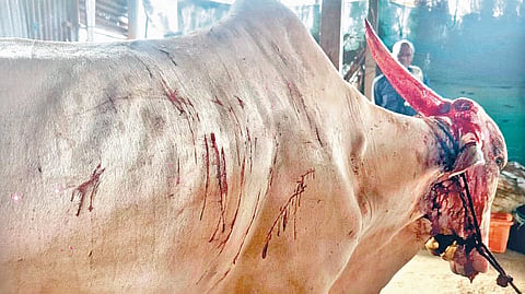 Leopard Attacked