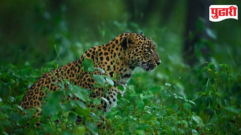 Leopard Pune Otur