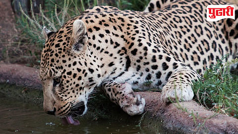 Leopard Attack 