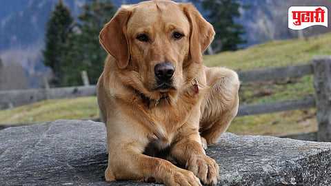 Dog