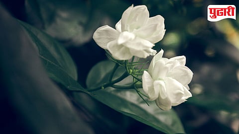 Jasmine Flower